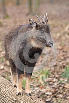 Long-tailed goral photo