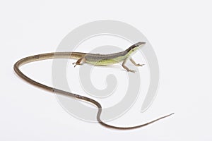 Long-tailed grass lizard (Takydromus sexlineatus)