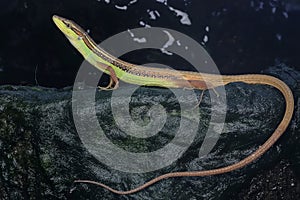 A long-tailed grass lizard Takydromus sexlineatus is stalking its prey.