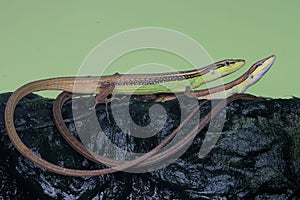 A long-tailed grass lizard Takydromus sexlineatus is stalking its prey.