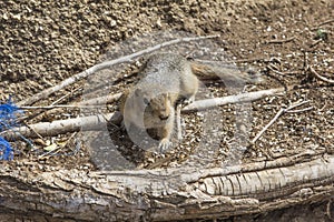 Long-Tailed Ground Squirrel