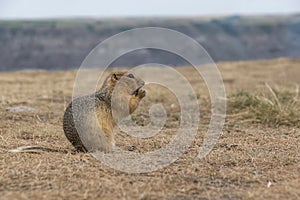 Long-Tailed Ground Squirrel at Horsethief Canyon