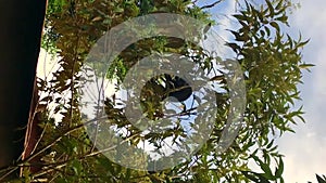 Long-tailed howler monkey moves through the branches of a tree to feed, in Tortuguero, Costa Rica