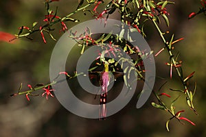 Long-tailed hummingbird in Argentina