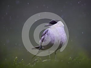 Long-tailed jaeger in rain