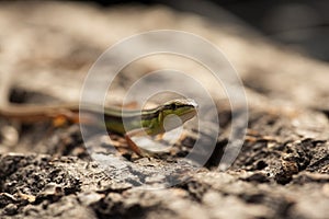 Long tailed lizard on cork bark the Asian grass lizard