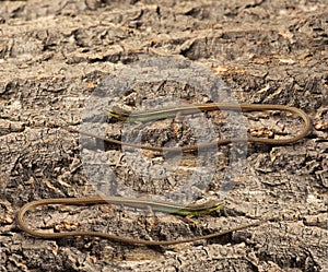 Long tailed lizard on cork bark the Asian grass lizard