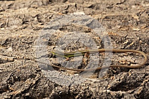 Long tailed lizard on cork bark the Asian grass lizard