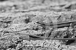 Long tailed lizard on cork bark the Asian grass lizard