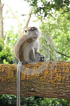 Long-tailed macaque