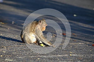 Long-tailed macaque