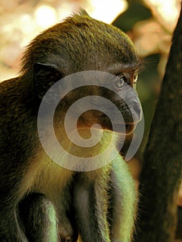 Long-tailed Macaque Baby Close Up