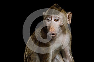 Long-tailed macaque or Crab-eating macaque