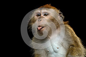 Long-tailed macaque or Crab-eating macaque photo