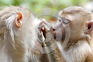 Long-tailed macaque Crab-eating macaque Macaca fascicularis