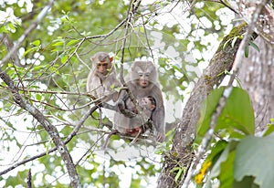 Long-tailed macaque Crab-eating macaque Macaca fascicularis