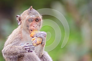 Long-tailed macaque or Crab-eating macaque (Macaca fascicularis) monkey is eating banana from the tourist.
