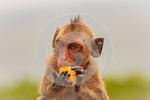 Long-tailed macaque or Crab-eating macaque (Macaca fascicularis) monkey is eating banana from the tourist.