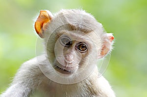 Long-tailed macaque Crab-eating macaque Macaca fascicularis photo