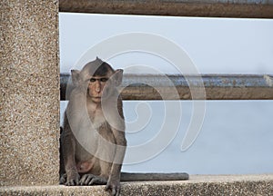 Long Tailed Macaque or Crab Eating Macaque Macaca Fascicularis Tropical Monkey.