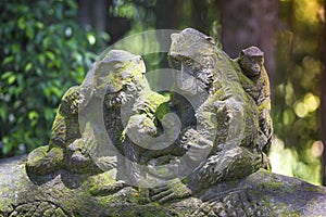 Long Tailed Macaque with her Infant