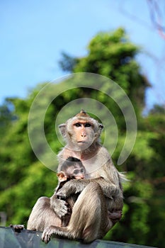 Long-Tailed Macaque with her sweet baby.