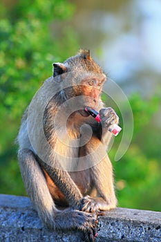 Long-tailed macaque and lipstick