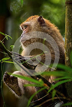 Long-tailed Macaque - Macaca fascicularis