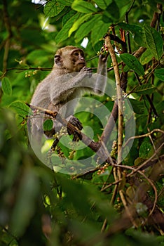 Long-tailed Macaque - Macaca fascicularis