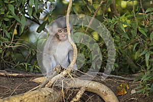 Long-tailed Macaque - Macaca fascicularis