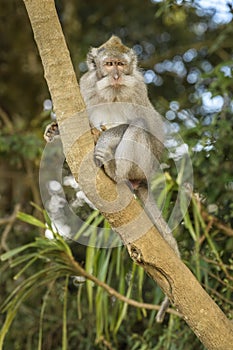 Long-tailed Macaque - Macaca fascicularis