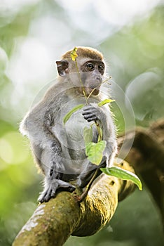 Long-tailed Macaque - Macaca fascicularis