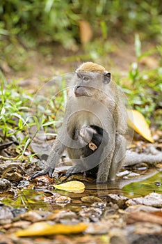 Long-tailed Macaque - Macaca fascicularis