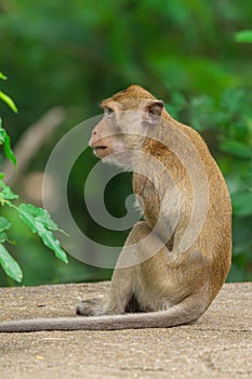 Long tailed Macaque (Macaca fascicularis).