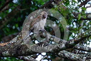 Long-tailed Macaque - Macaca fascicularis