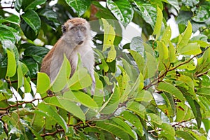 Long-tailed Macaque - Macaca fascicularis