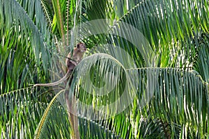 Long-tailed Macaque - Macaca fascicularis