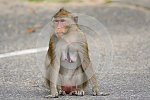 Long-tailed macaque Macaca fascicularis