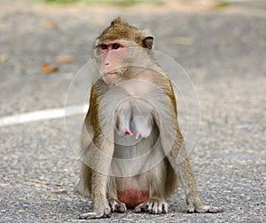 Long-tailed macaque Macaca fascicularis