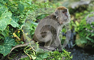 Long Tailed Macaque, macaca fascicularis, Adult sitting