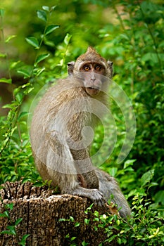 Long-tailed Macaque - Macaca fascicularis also known as crab-eating macaque, a cercopithecine primate native to Southeast Asia, is