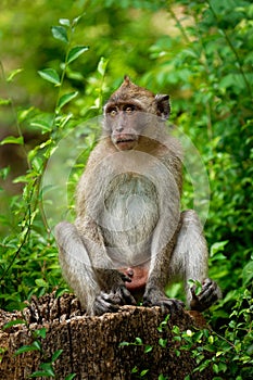 Long-tailed Macaque - Macaca fascicularis also known as crab-eating macaque, a cercopithecine primate native to Southeast Asia, is