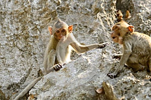 Long-tailed macaque (Macaca fascicularis) photo