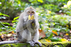 Long-tailed macaque (Macaca fascicularis) eating a banana in Sac