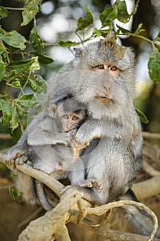 Long-tailed Macaque - Macaca fascicularis photo