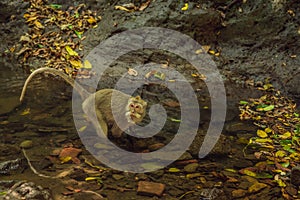 Long-tailed macaque, Macaca fascicularis looking for food in the river. The forest of monkeys in Ubud, Bali, Indonesia