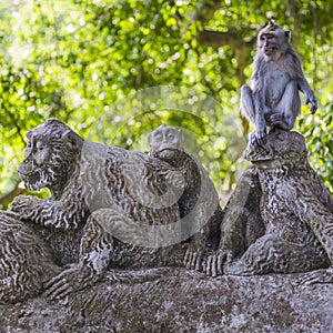 Long-tailed macaque (Macaca fascicularis) in Sacred Monkey Forest photo
