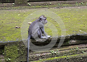 Long-tailed macaque-Macaca fascicularis in Sangeh Monkey Forest in Bali, Indonesia