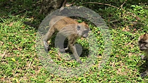 Long-tailed macaque in Malaysian forest