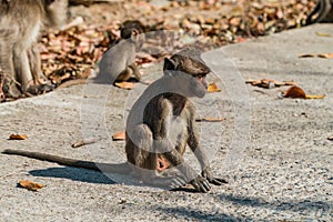 Long-Tailed macaque monkey